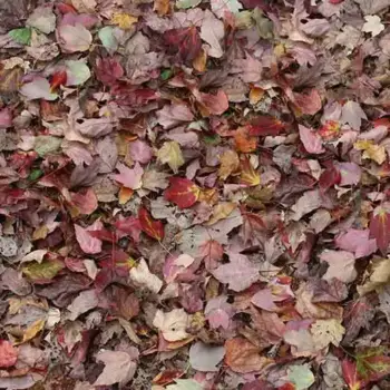 Forbo Flooring FR Rail - 000532FR Autumn Leaves-Red