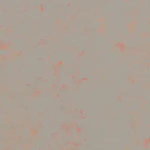 Forbo Marmoleum Sheet Solid - 3712 Orange Shimmer