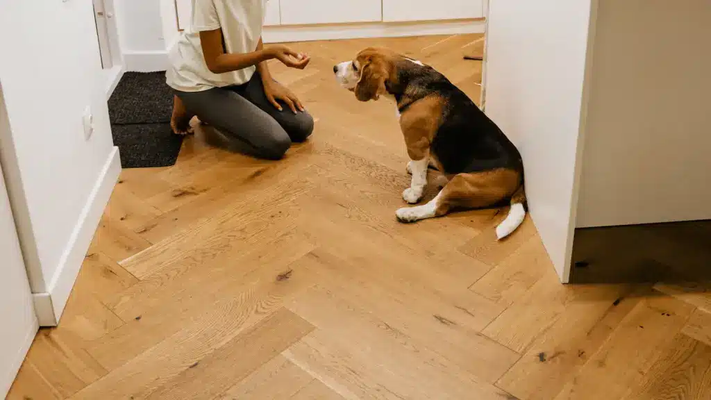 Beagle sitting in a hallway on herringbone oak flooring near an entry mat