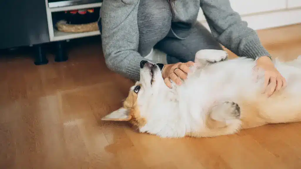 Corgi lying belly up on a matte oak hardwood floor while being petted