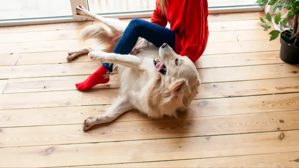 Golden retriever rolling on a pine plank floor beside its owner