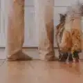 Pet Friendly Flooring for Canadian Homes: What Actually Survives Claws, Spills and Zoomies