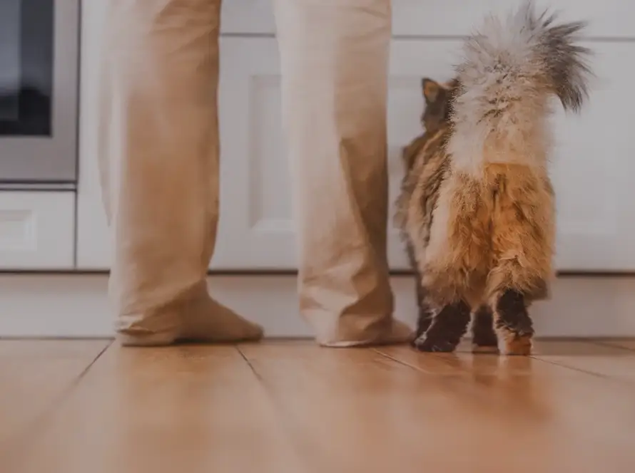 Fluffy cat standing beside its owner on a warm wood floor in a kitchen